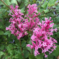 Lilak THE FRAGRANCE OF SUMMER