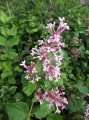 Lilak THE FRAGRANCE OF SUMMER