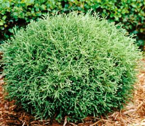 Thuja MR BOWLING BALL