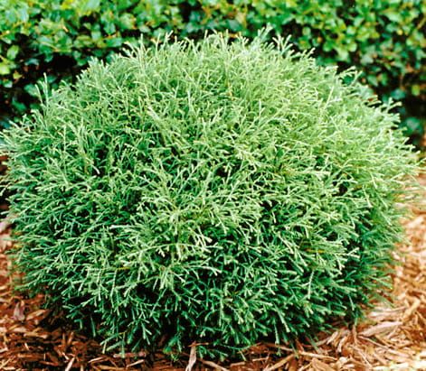 Thuja MR BOWLING BALL