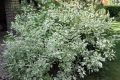 Dereń biały SIBIRICA VARIEGATA