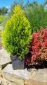Thuja JANED GOLD - żółty Szmaragd