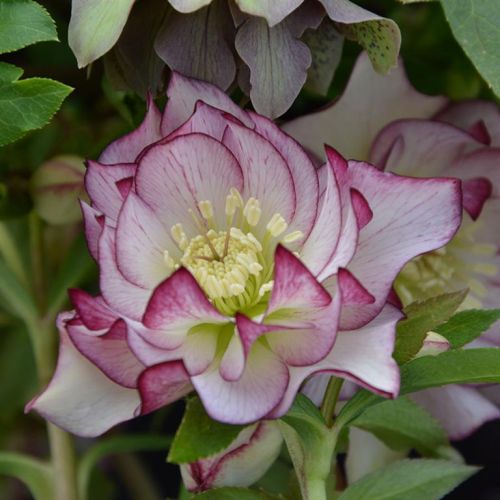 Christrose DOUBLE ELLEN PICOTTE