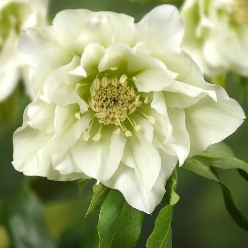 Christrose DOUBLE ELLEN WHITE
