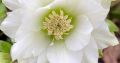 Ciemiernik DOUBLE ELLEN WHITE