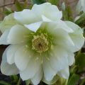 Ciemiernik DOUBLE ELLEN WHITE