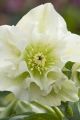 Ciemiernik DOUBLE ELLEN WHITE