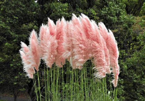 Pampasgrases PINK FEATHER