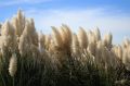 Trawa pampasowa WHITE FEATHER (