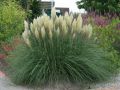 Trawa pampasowa WHITE FEATHER (
