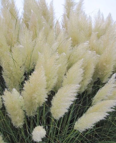 Pampasgrases WHITE FEATHER
