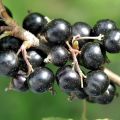 Porzeczka czarna TITANIA - krzew
