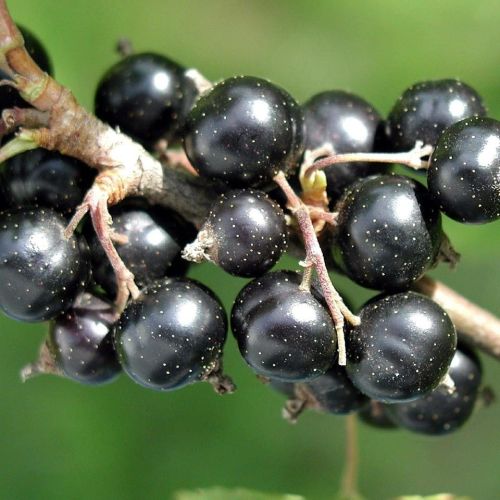Schwarze Johannisbeere Titania - Strauch