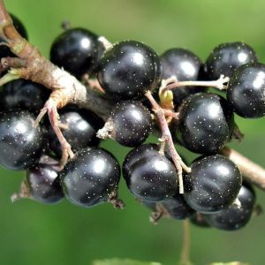 Schwarze Johannisbeere Titania - Strauch im Topf