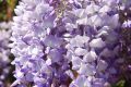 Wisteria Kwiecista LUDWIK LAWIN