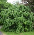 Leszczyna pospolita PENDULA
