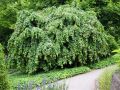 Leszczyna pospolita PENDULA