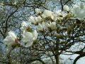 Magnolia japońska KOBUS