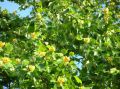 Tulipanowiec Amerykański TULIPIFERA