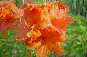 Azalee ORANGEADE