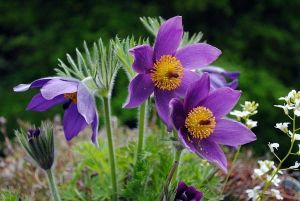 Anemone patens  DARK BLUE VIOLET