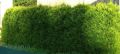 Thuja AUREOSPICATA