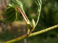 Olcha Czarna IMPERIALIS