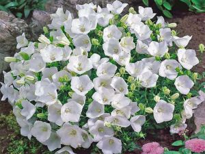 Karpaten-Glockenblume PEARL WHITE