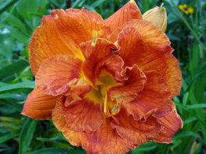 Garten-Hemerocallis  MARY BROWN