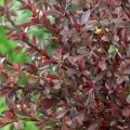 Berberys RED CHIEF