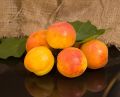 Morela EARLY ORANGE