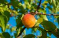 Morela EARLY ORANGE