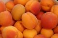 Morela EARLY ORANGE