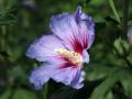 Hibiskus Variegata szczepiony