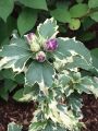 Hibiskus Variegata szczepiony