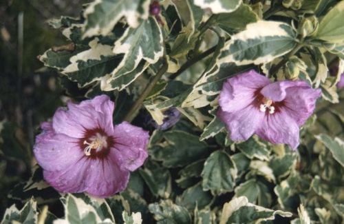 Hibiskus Variegata veredelt