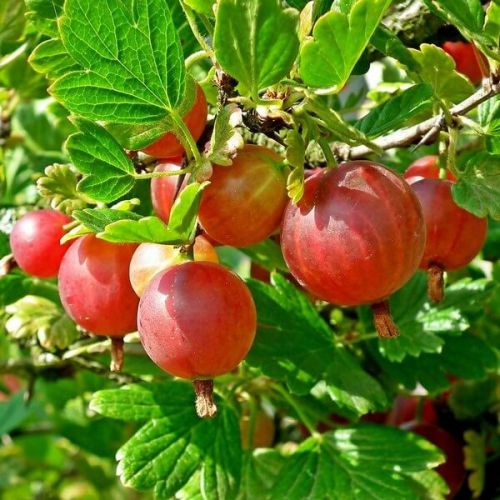 Rote Stachelbeere „Triumf“ – Strauch