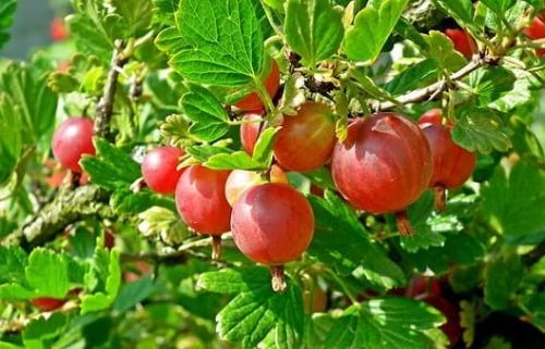 Stachelbeere TRIUMF ROT – Strauch im Topf