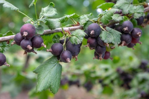 Jostabeere – Stämmchenform