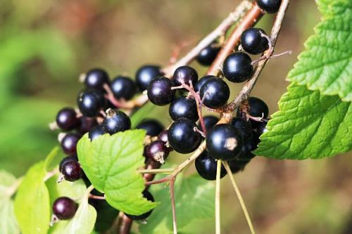 Schwarze Johannisbeere Ojebyn - auf Stamm