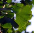 Miłorząb japoński GINKGO BILOBA