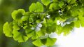 Miłorząb japoński GINKGO BILOBA