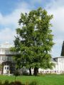 Miłorząb japoński GINKGO BILOBA