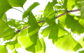 Miłorząb japoński GINKGO BILOBA