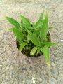 Funkia - Hosta BLUE DIAMOND