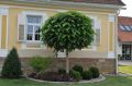 Catalpa kulista NANA – 120 cm