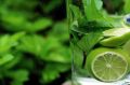 Mięta MOJITO