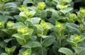 Mięta MOJITO