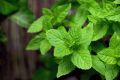 Mięta MOJITO