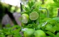 Mięta MOJITO